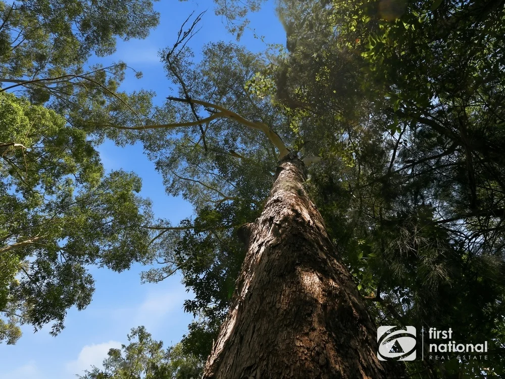 Additional image 14 of Lot 65 North Island Loop Road, Upper Orara NSW 2450