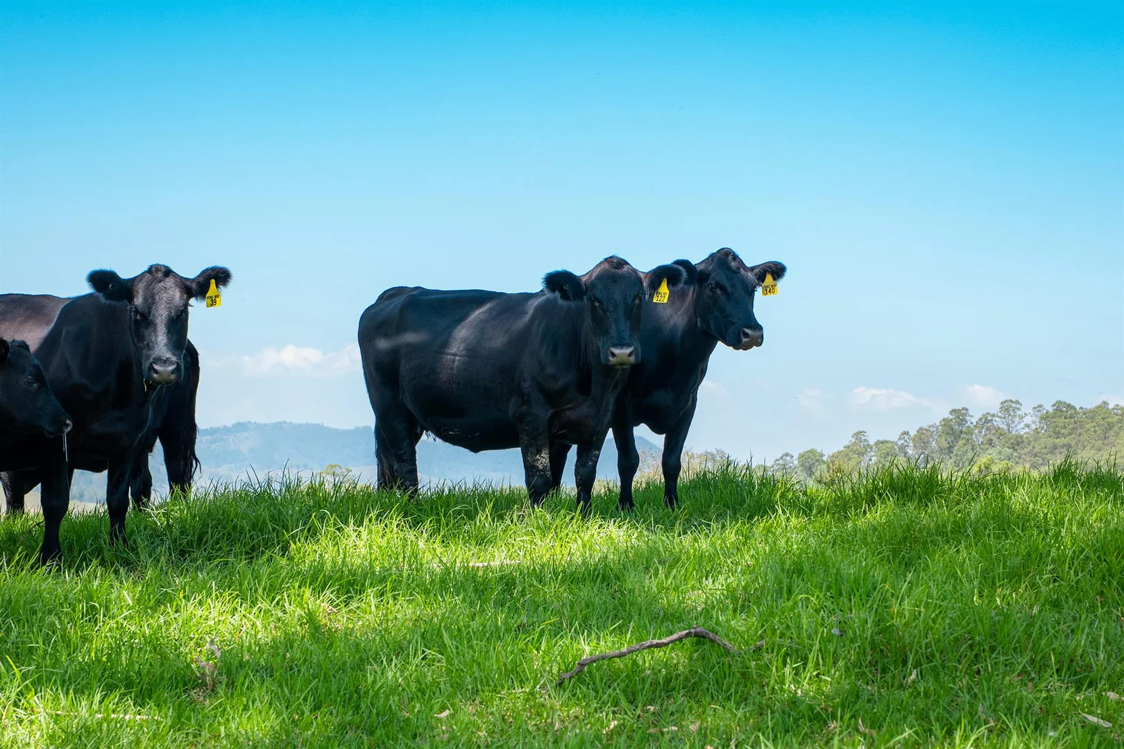 Additional image 21 of 321 Masseys Creek Road, Eccleston NSW 2311