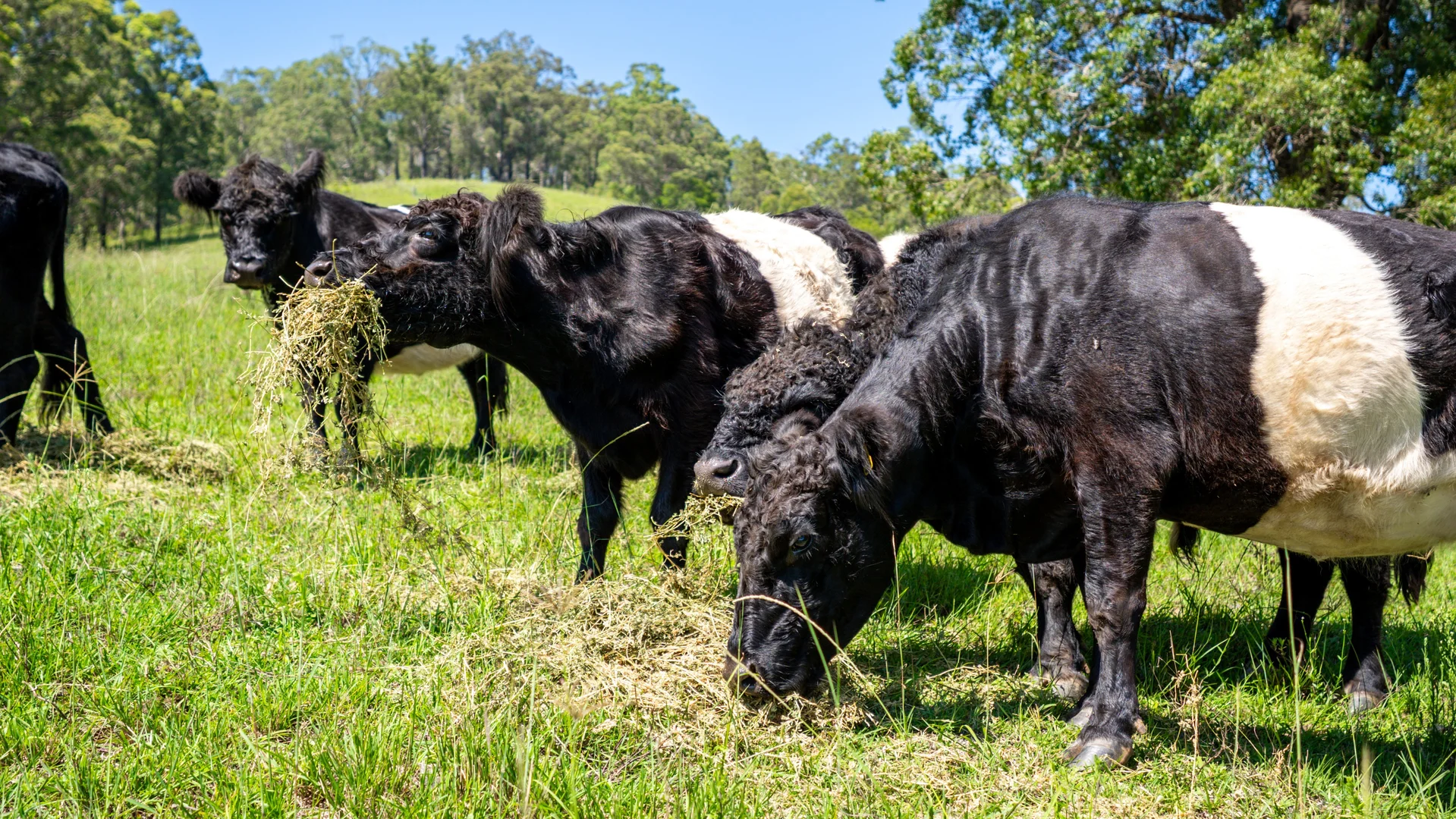 Additional image 19 of Wherrol Flat NSW 2429