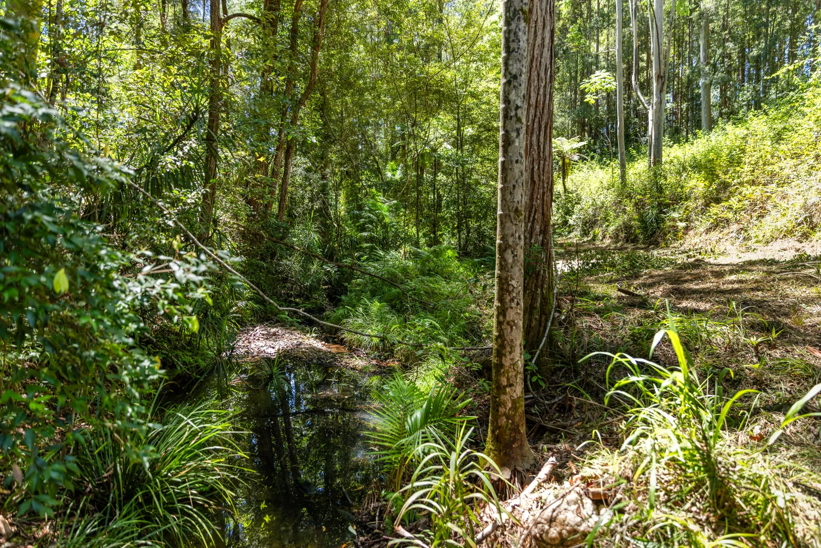 Additional image 36 of 141 Martells Road, Bellingen NSW 2454