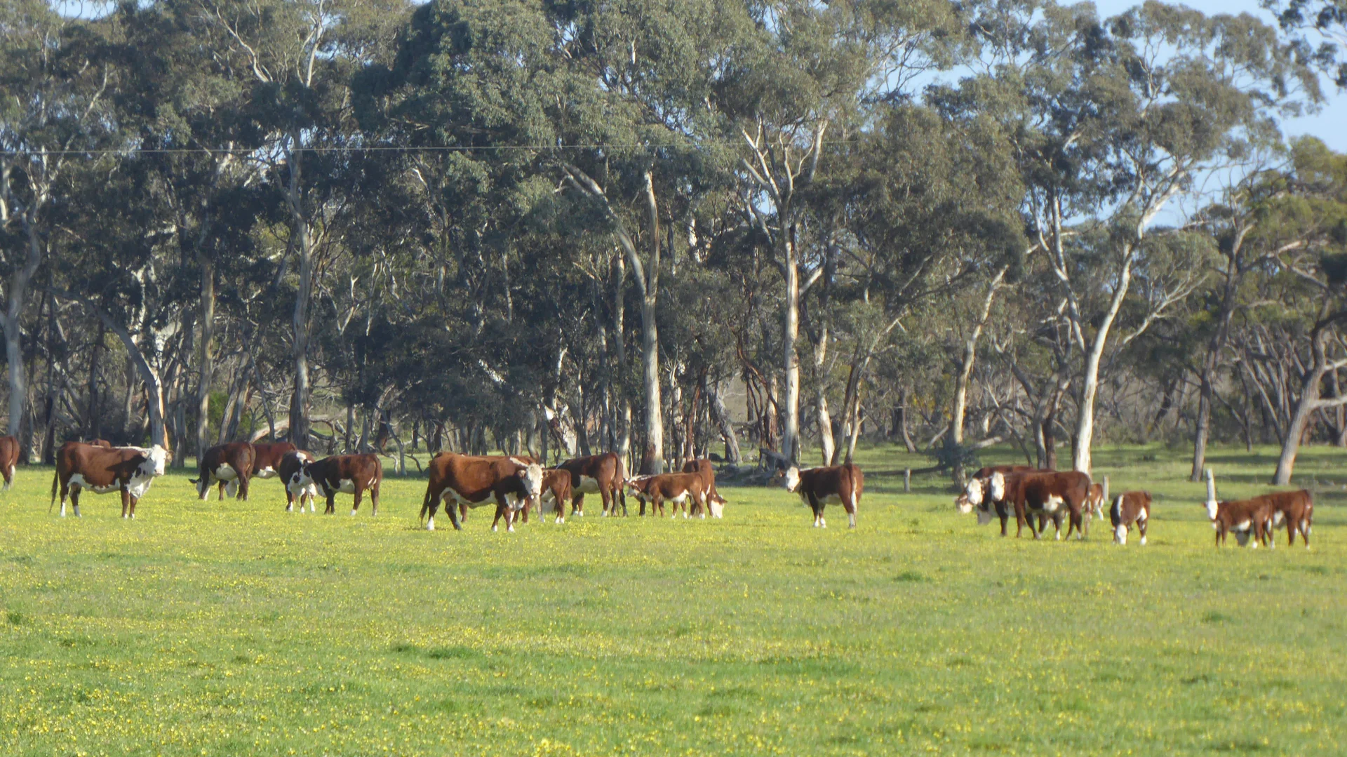 Additional image 15 of 2448 Bangham Road, Frances SA 5262