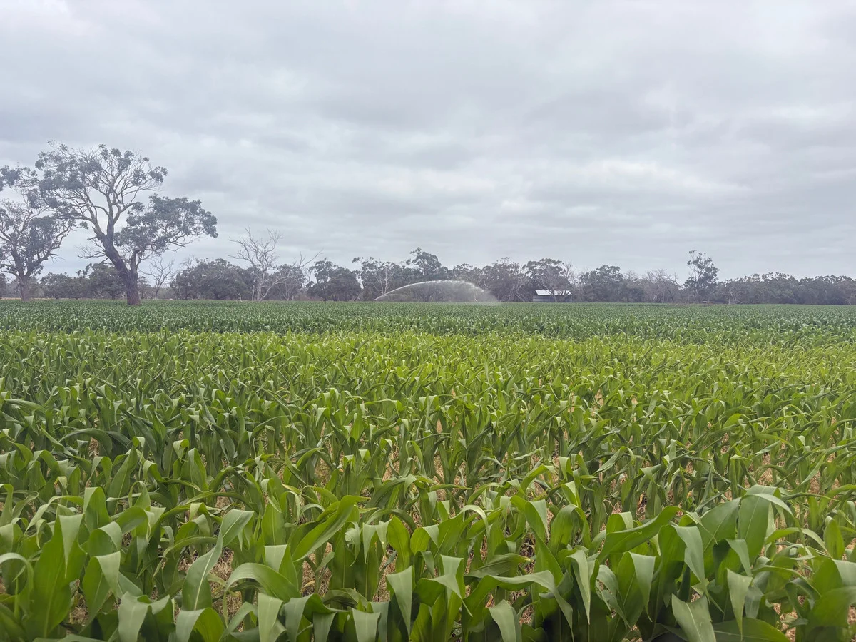 Additional image 43 of 111 Smith Street, Heywood VIC 3304