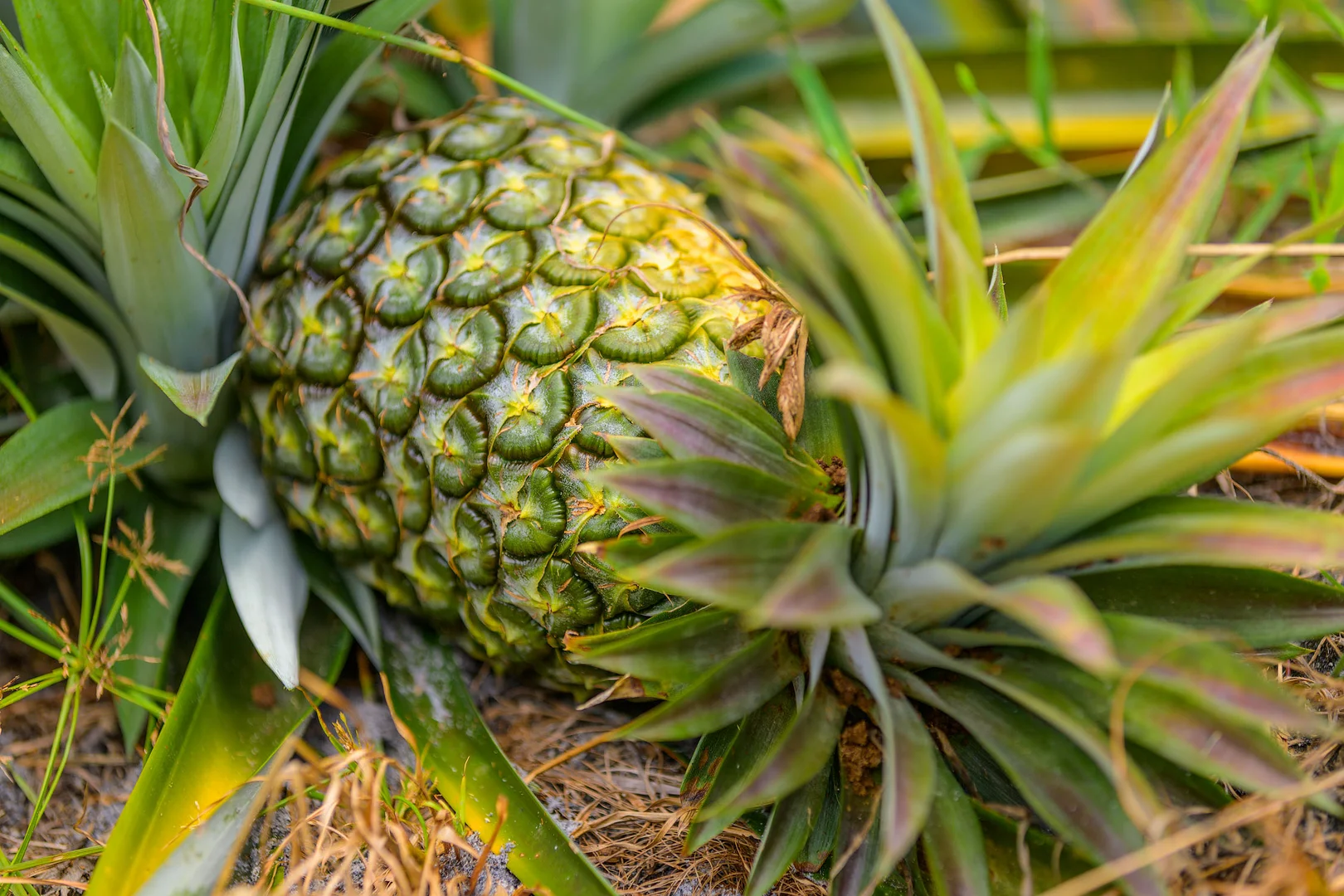 Additional image 31 of 47 Osborne Court, Wallu QLD 4570