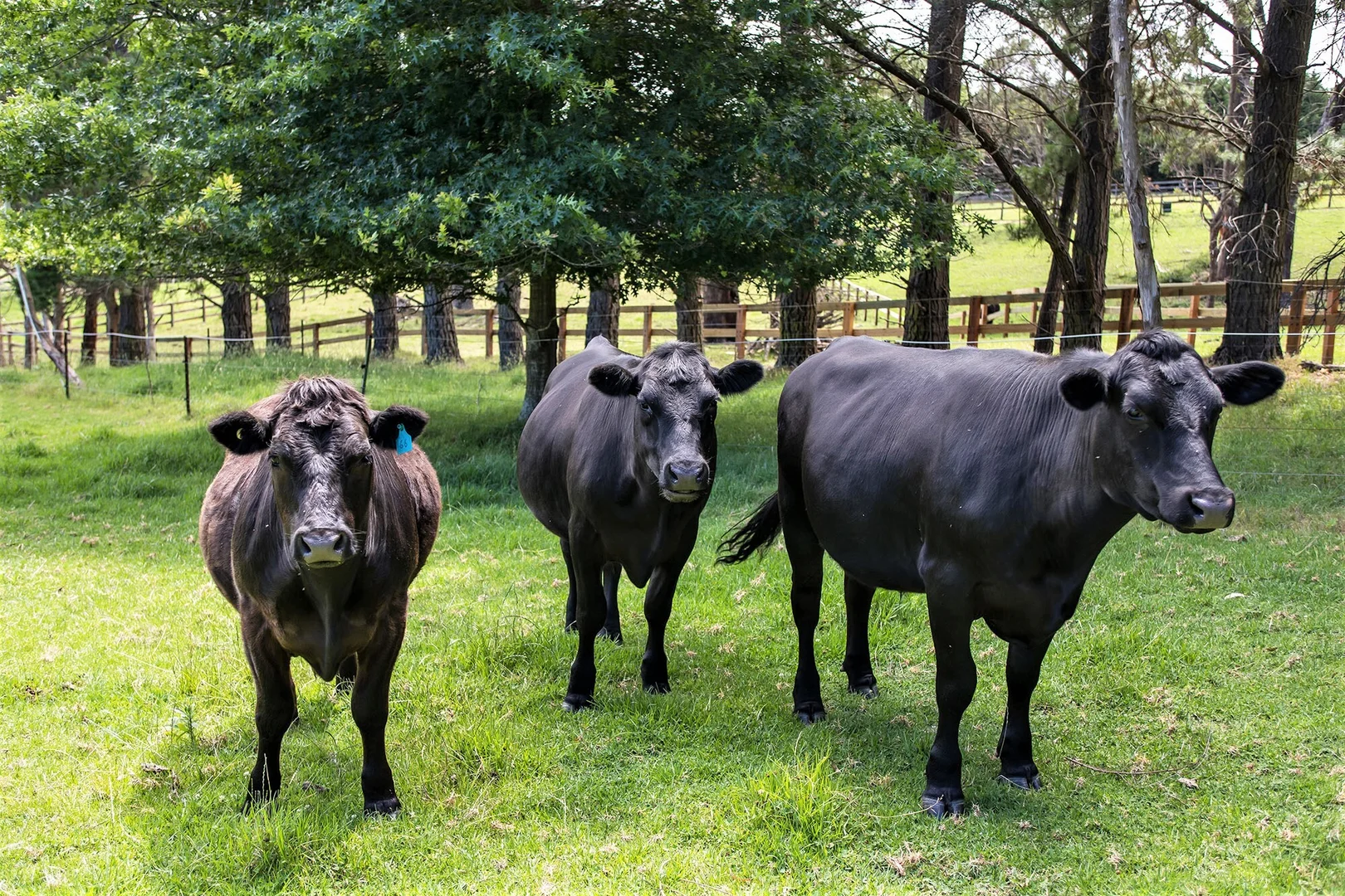 Additional image 2 of 1045 Old Hume Hwy, Alpine NSW 2575