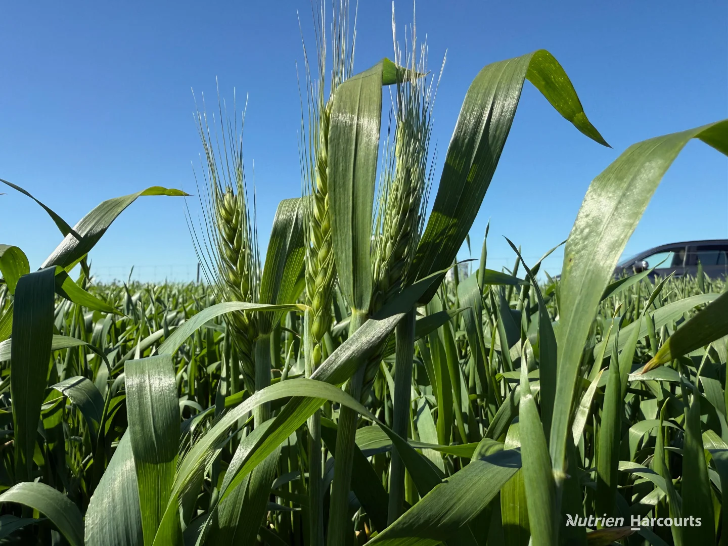 Additional image 15 of . 'Lydford' and 'Lees', Dowerin WA 6461