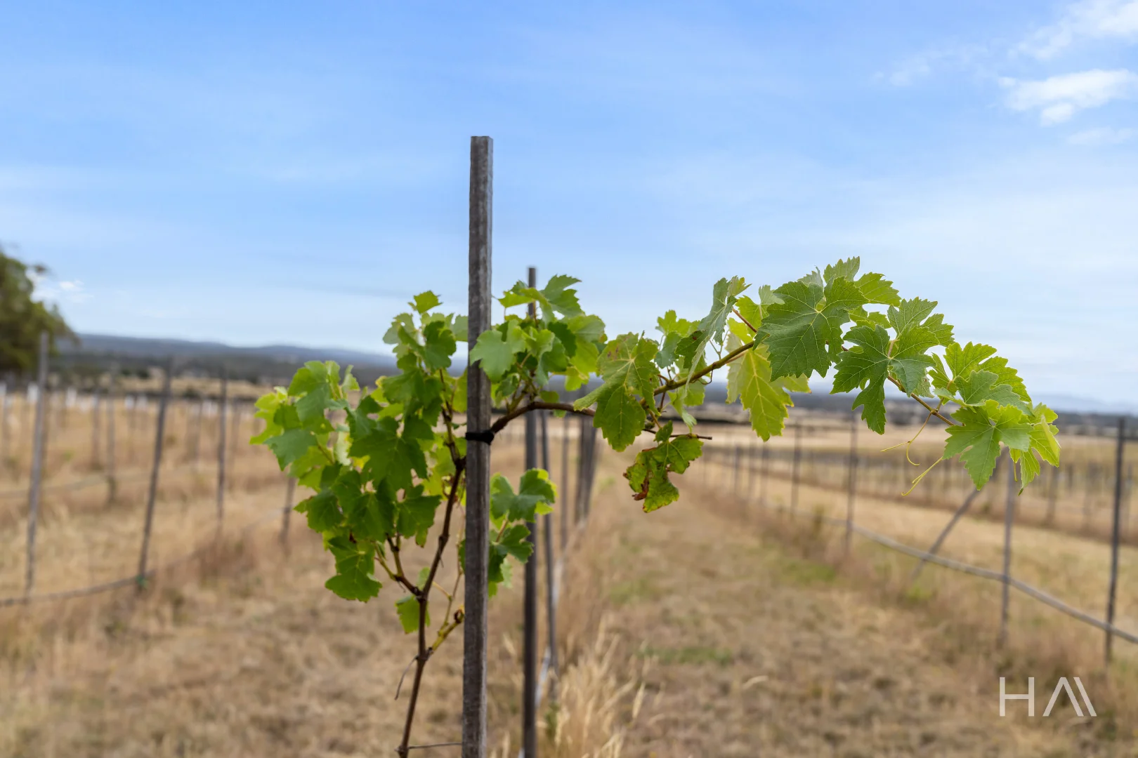 Additional image 9 of Lot 50 Springs Road, Swansea TAS 7190