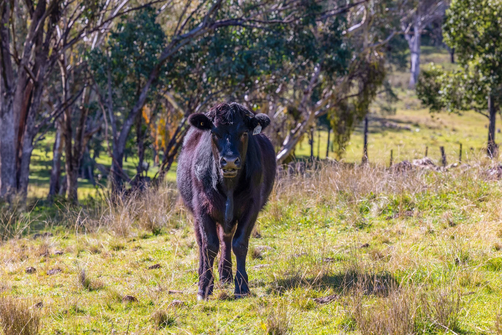 Additional image 31 of 24 Drop Bear Lane, Tamworth NSW 2340