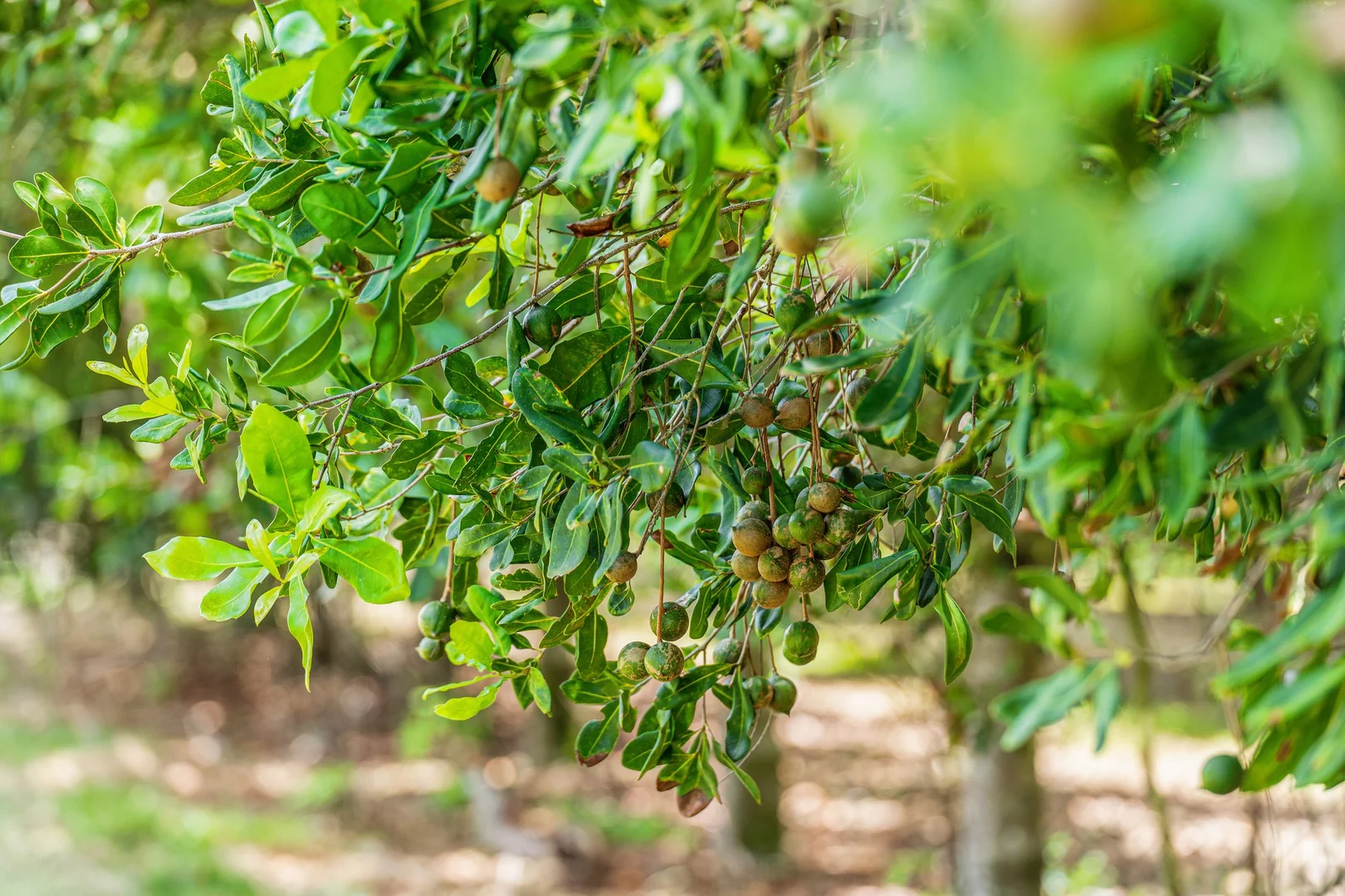 Additional image 32 of 475 Pearces Creek Road, Alstonvale NSW 2477