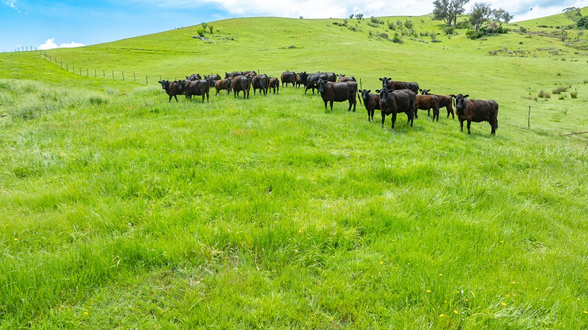 Additional image 18 of Swamp Lane, Dederang VIC 3691