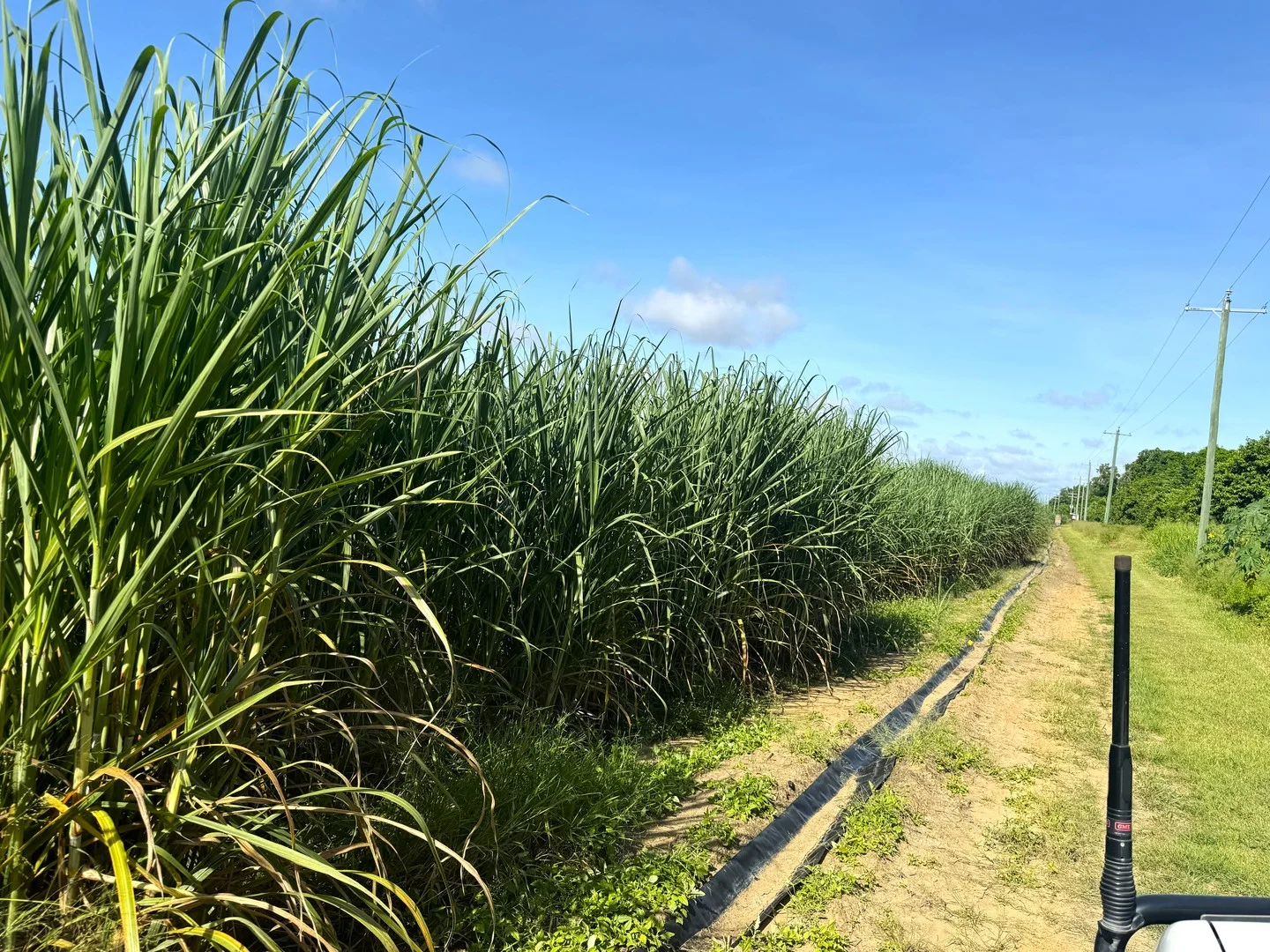 1214 Kirknie Road, Osborne QLD 4806