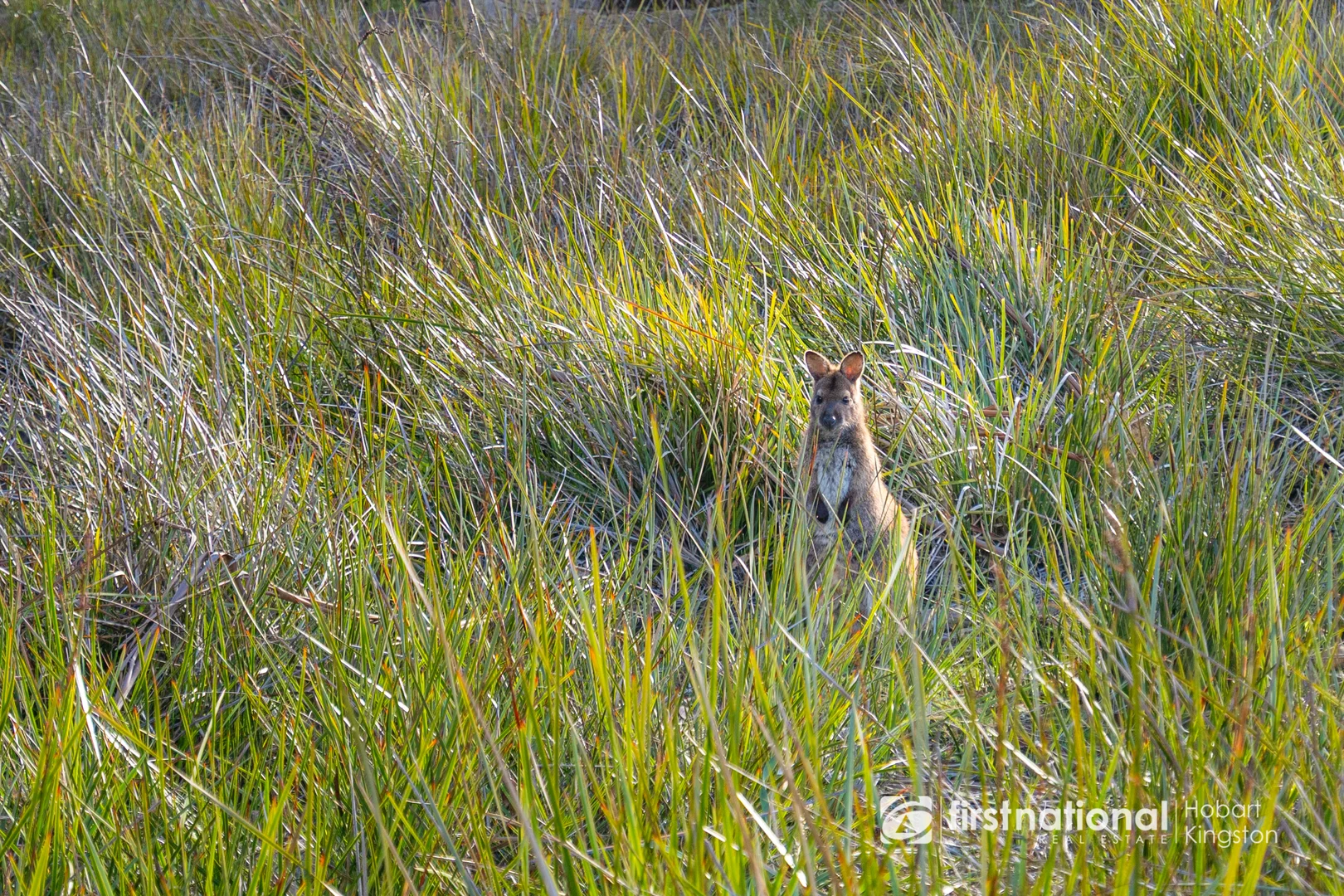 Additional image 7 of 1010 Adventure Bay Road, Adventure Bay TAS 7150
