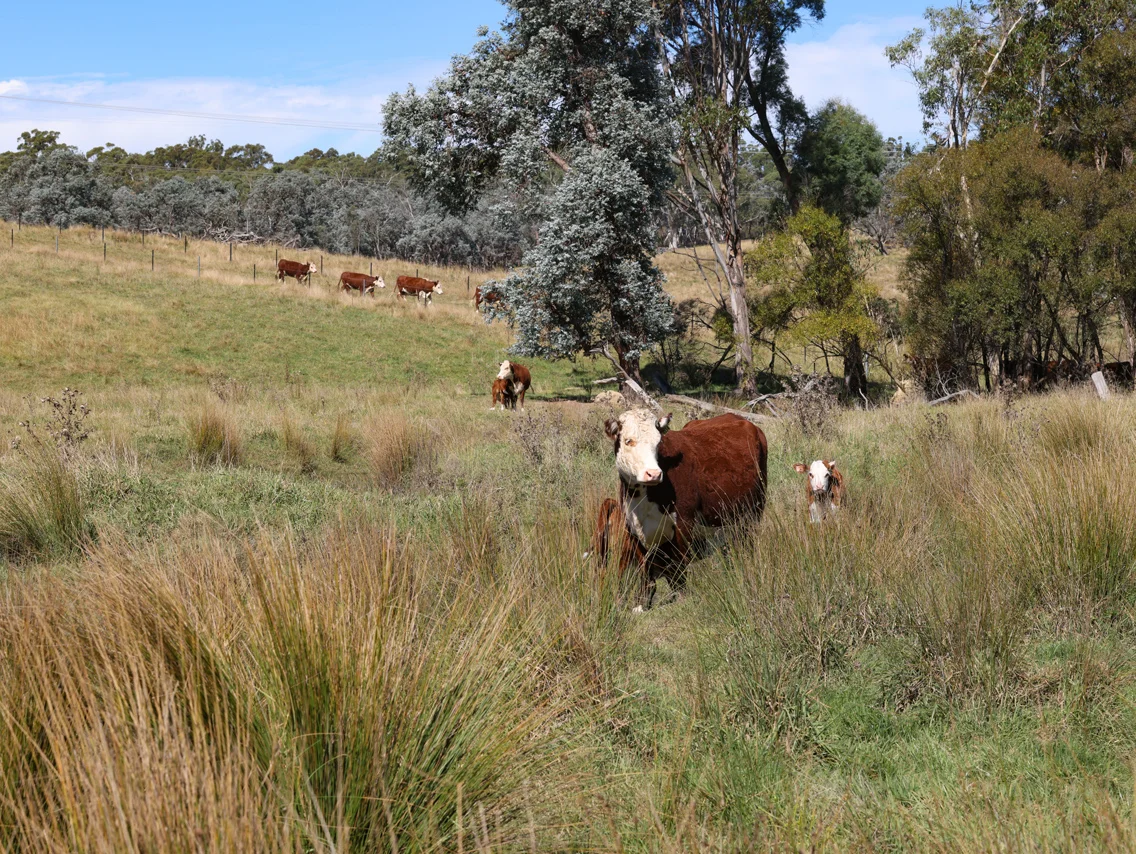 Additional image 19 of 710 Inverary Road, Paddys River NSW 2577