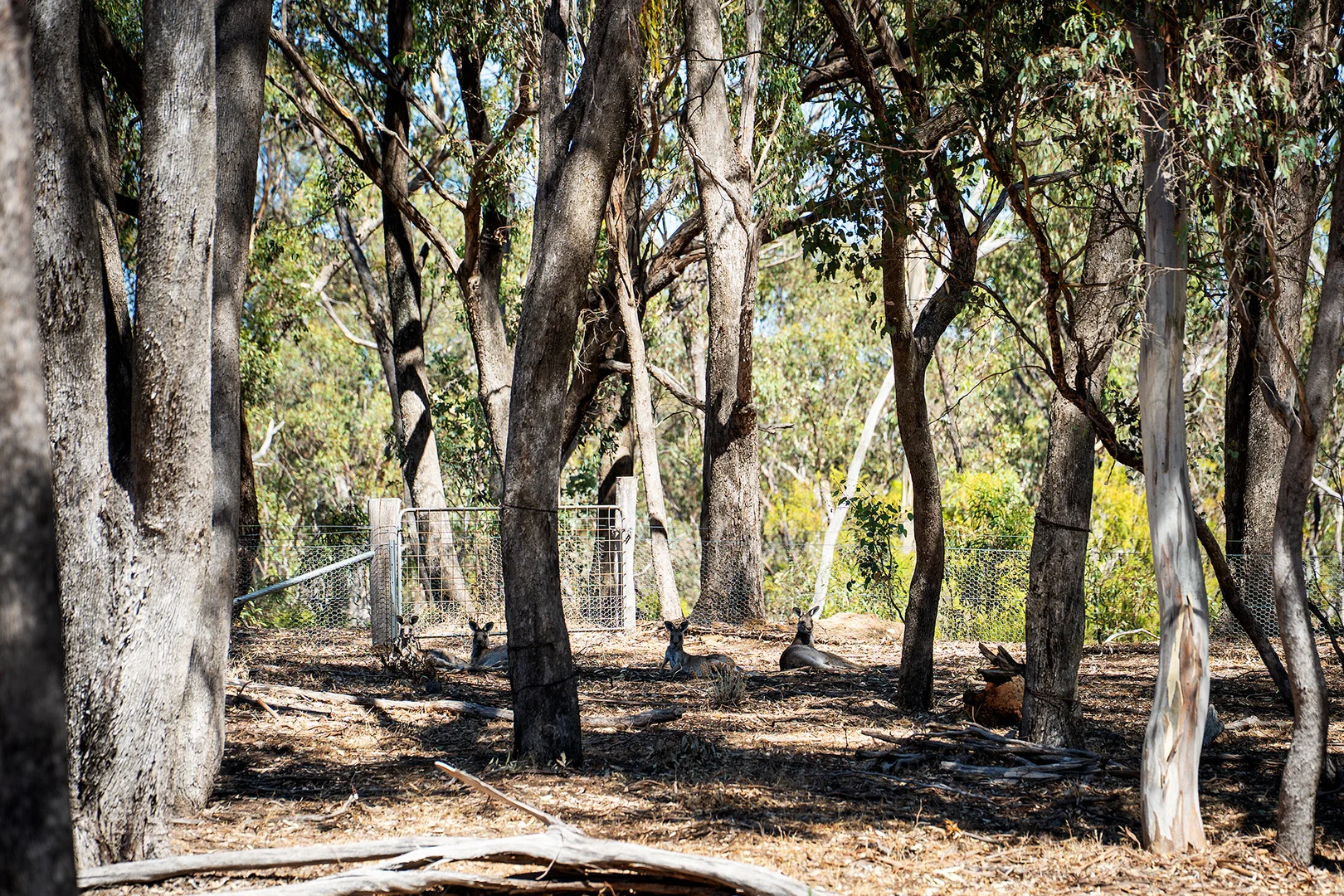 Additional image 19 of 207 Blakeley Road, Barkers Creek VIC 3451