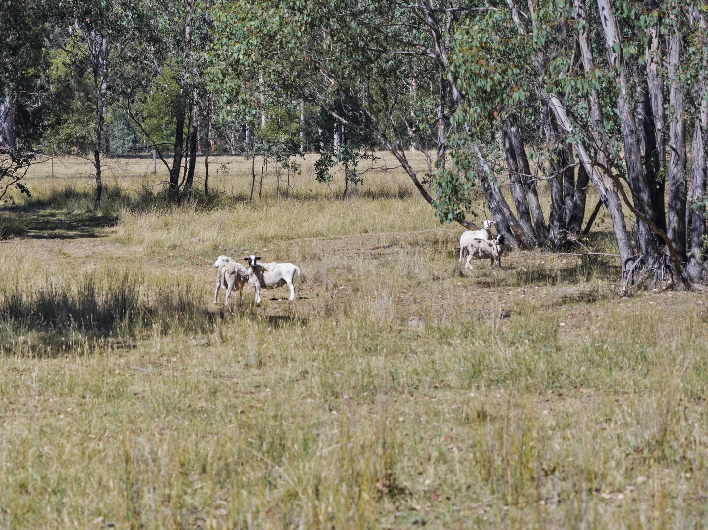 Additional image 17 of 88 Altmans Road, Tolmie VIC 3723