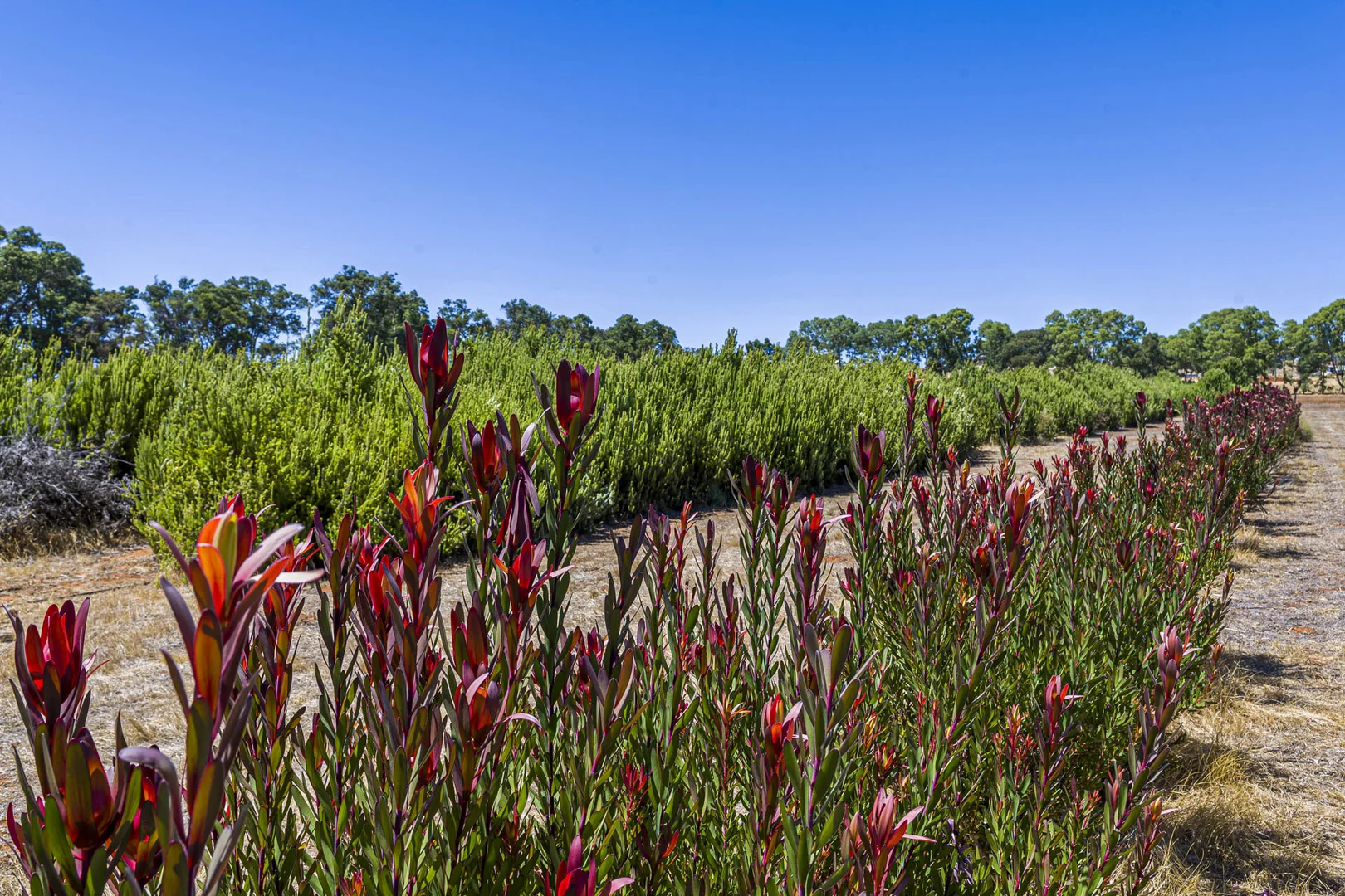 Additional image 24 of 89 Vine Cottage Lane, Dandaragan WA 6507