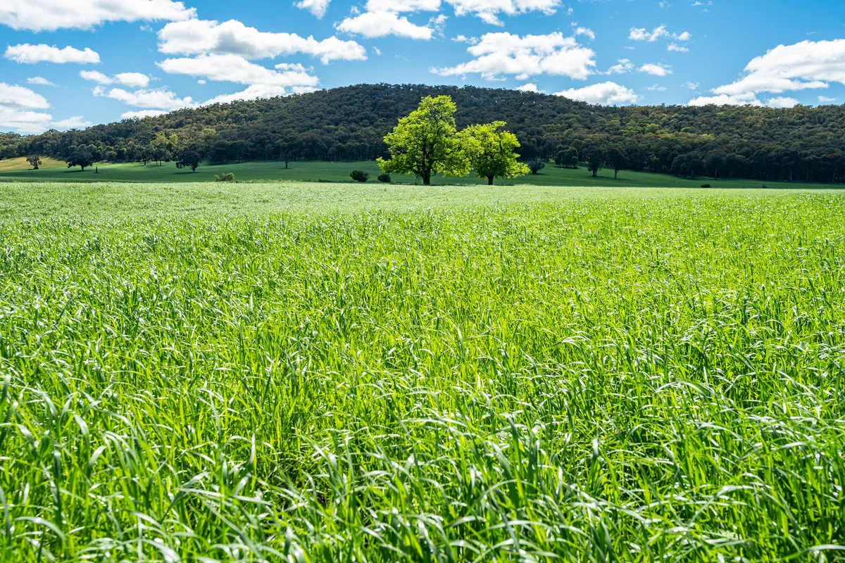 Additional image 8 of 1279 Edi-Cheshunt Road, Whitfield VIC 3733