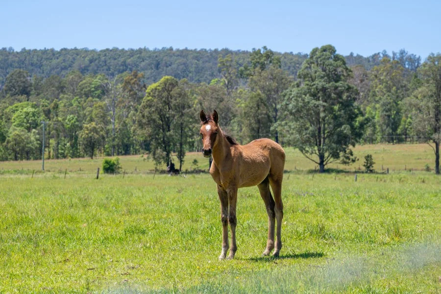 Additional image 17 of 207 Laytons Range Road, Nymboida NSW 2460