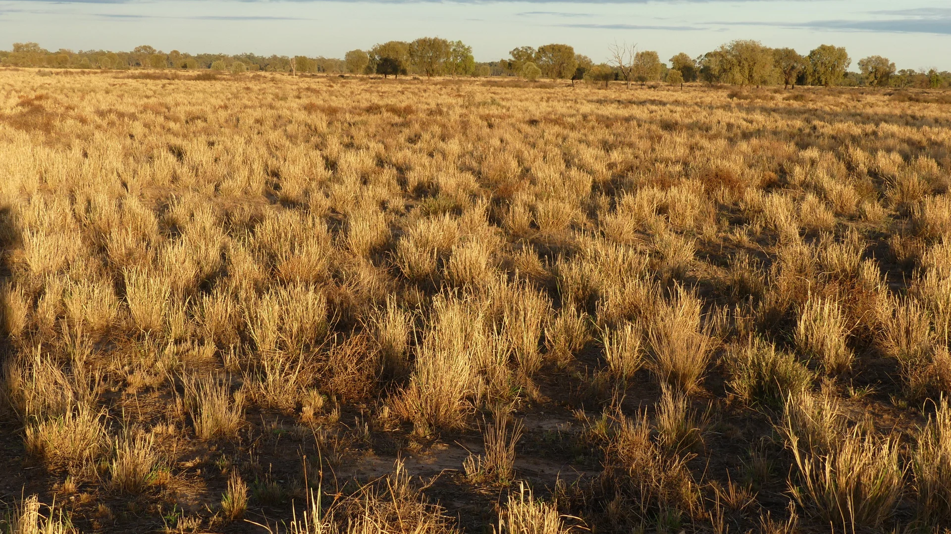 Additional image 4 of Warren NSW 2824