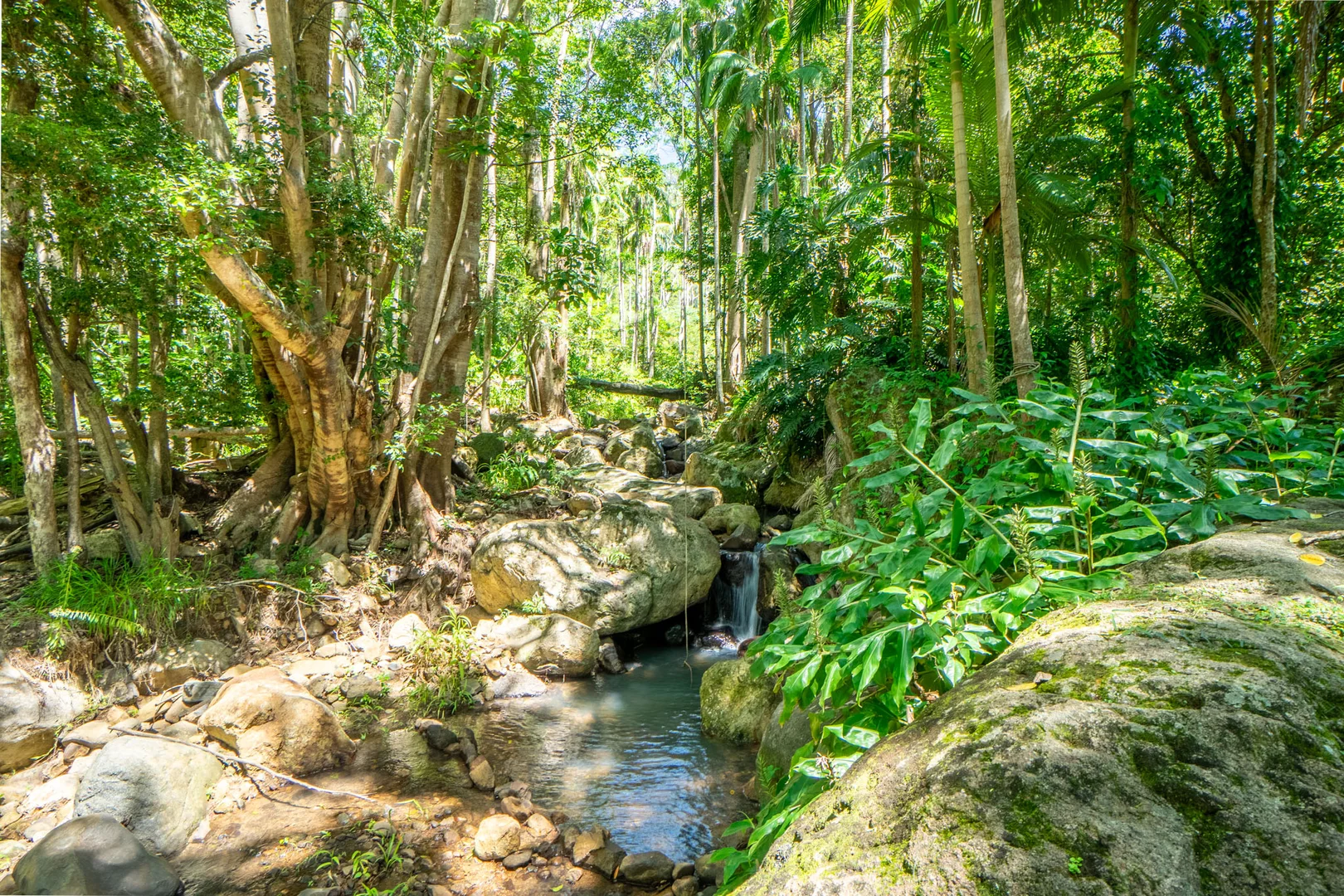 Additional image 36 of 771 Left Bank Road, Mullumbimby Creek NSW 2482