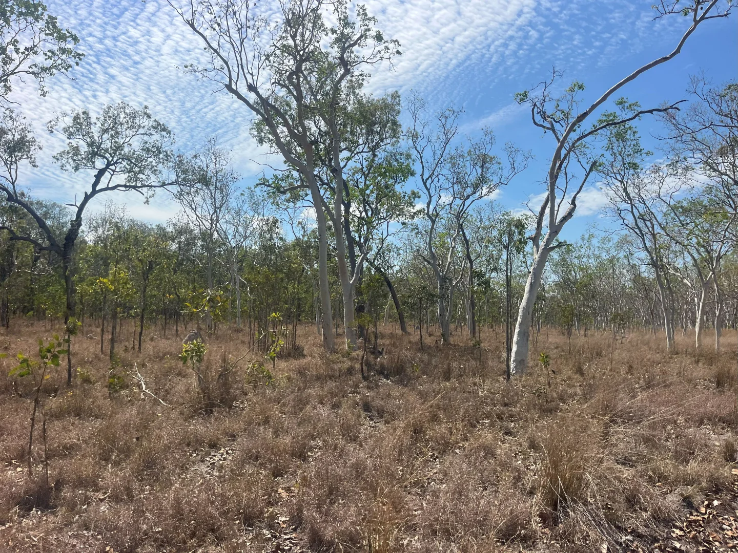 Additional image 58 of Blunder Park Station 382 Blunder Park Road, Ravenshoe QLD 4888