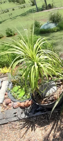 Additional image 12 of 24 Breen Court, McIlwraith QLD 4671