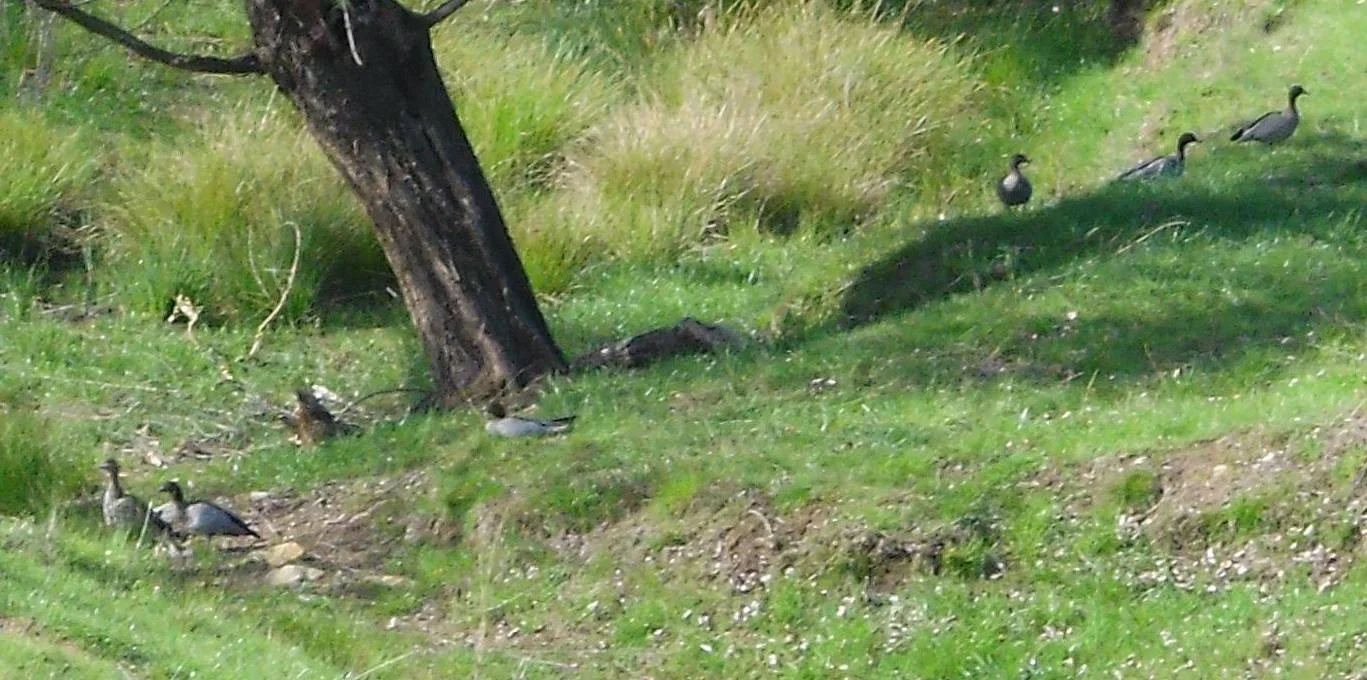 Additional image 11 of Lot 161 Eldridges Lane, Taylors Flat NSW 2586