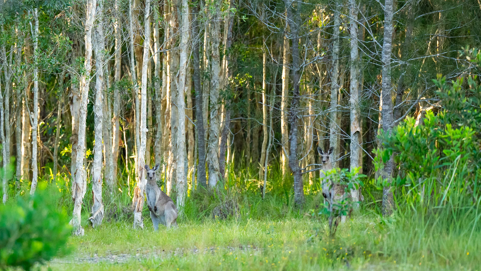 Additional image 21 of 2536 Solitary Islands Way, Arrawarra NSW 2456