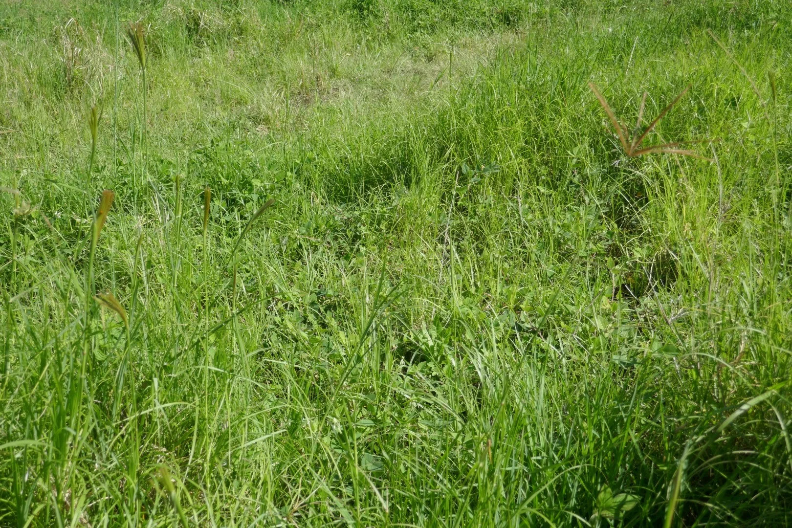 Additional image 33 of 258 Iron Pot Creek Rd, Ettrick NSW 2474