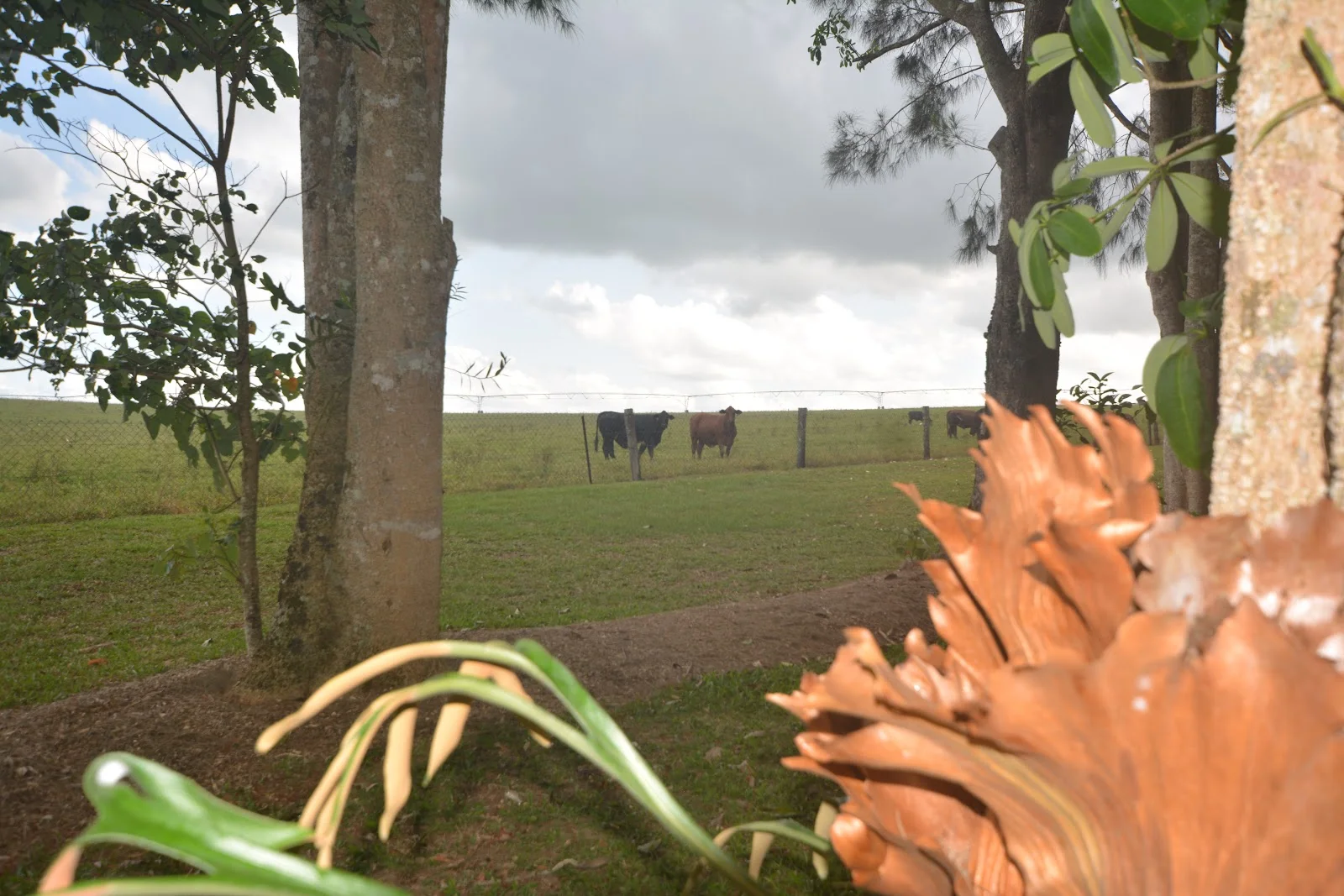 Additional image 10 of 20 Russell Road, Lake Eacham QLD 4884