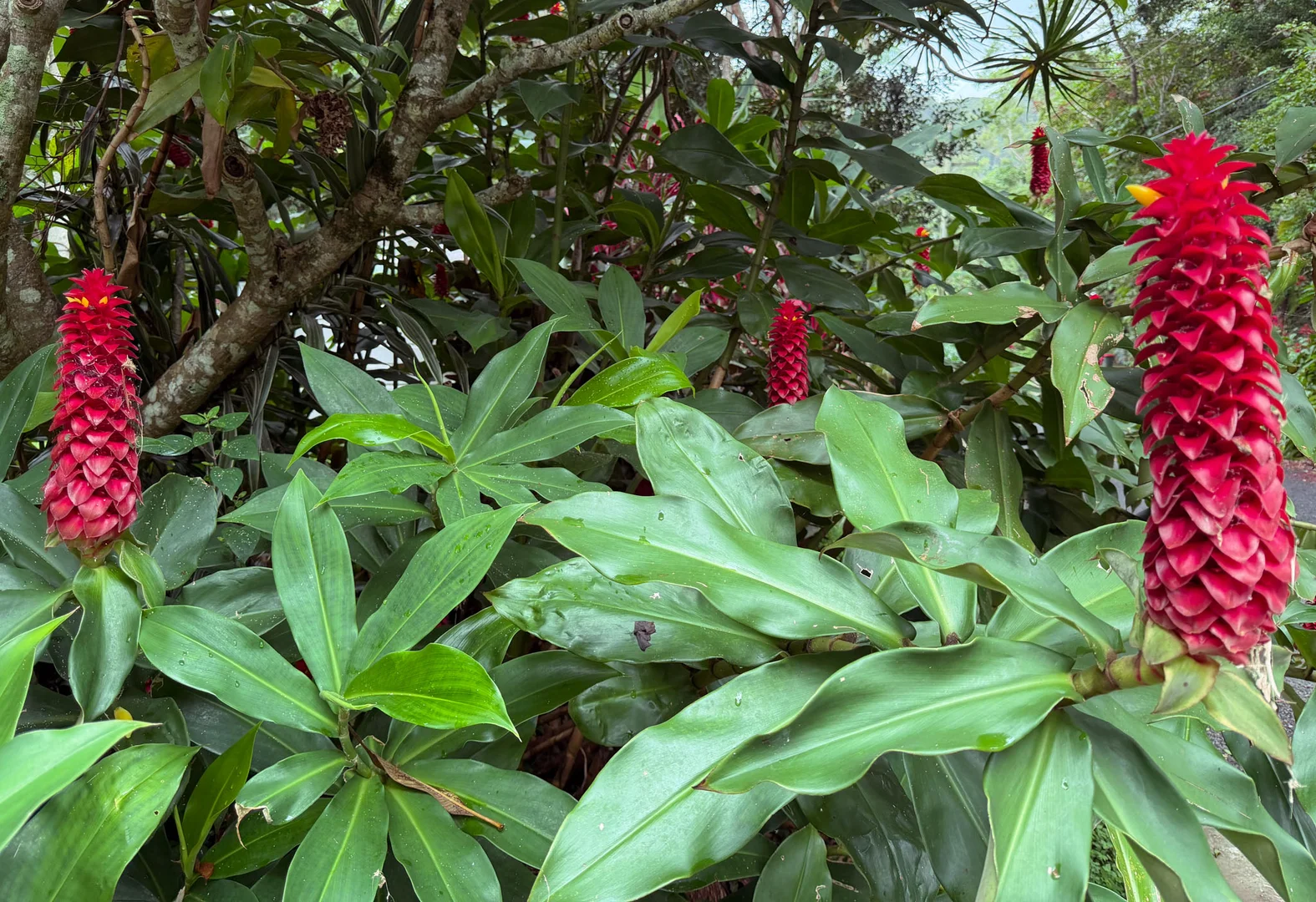 Additional image 31 of 771 Left Bank Road, Mullumbimby Creek NSW 2482