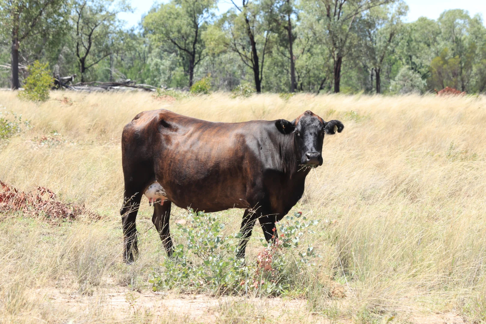 Additional image 12 of 555 Yuleba Surat Road, Yuleba QLD 4427