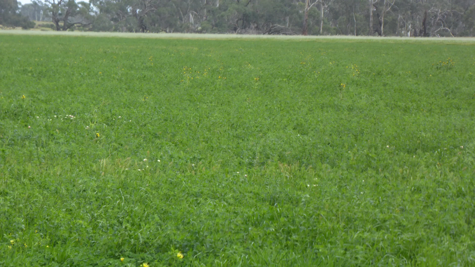 Additional image 3 of 2448 Bangham Road, Frances SA 5262