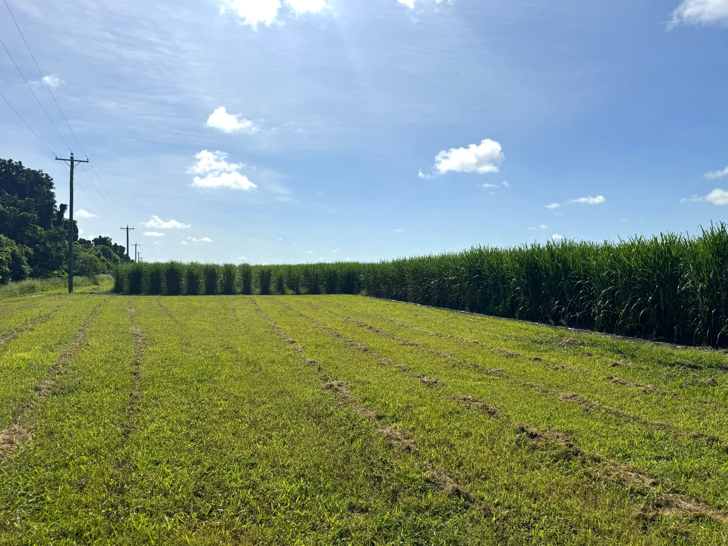 Additional image 3 of 1214 Kirknie Road, Osborne QLD 4806