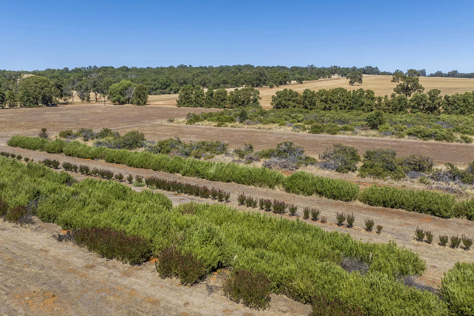 Additional image 27 of 89 Vine Cottage Lane, Dandaragan WA 6507