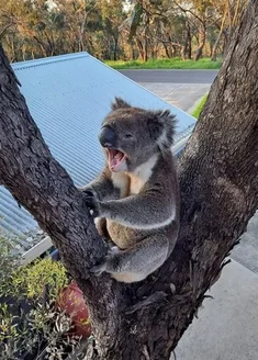 Additional image 34 of 34 Mead Street, Belair SA 5052