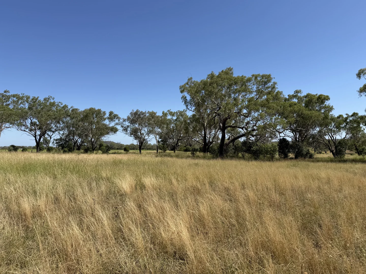 Additional image 17 of 242 Ehrlich Road, Linthorpe QLD 4356