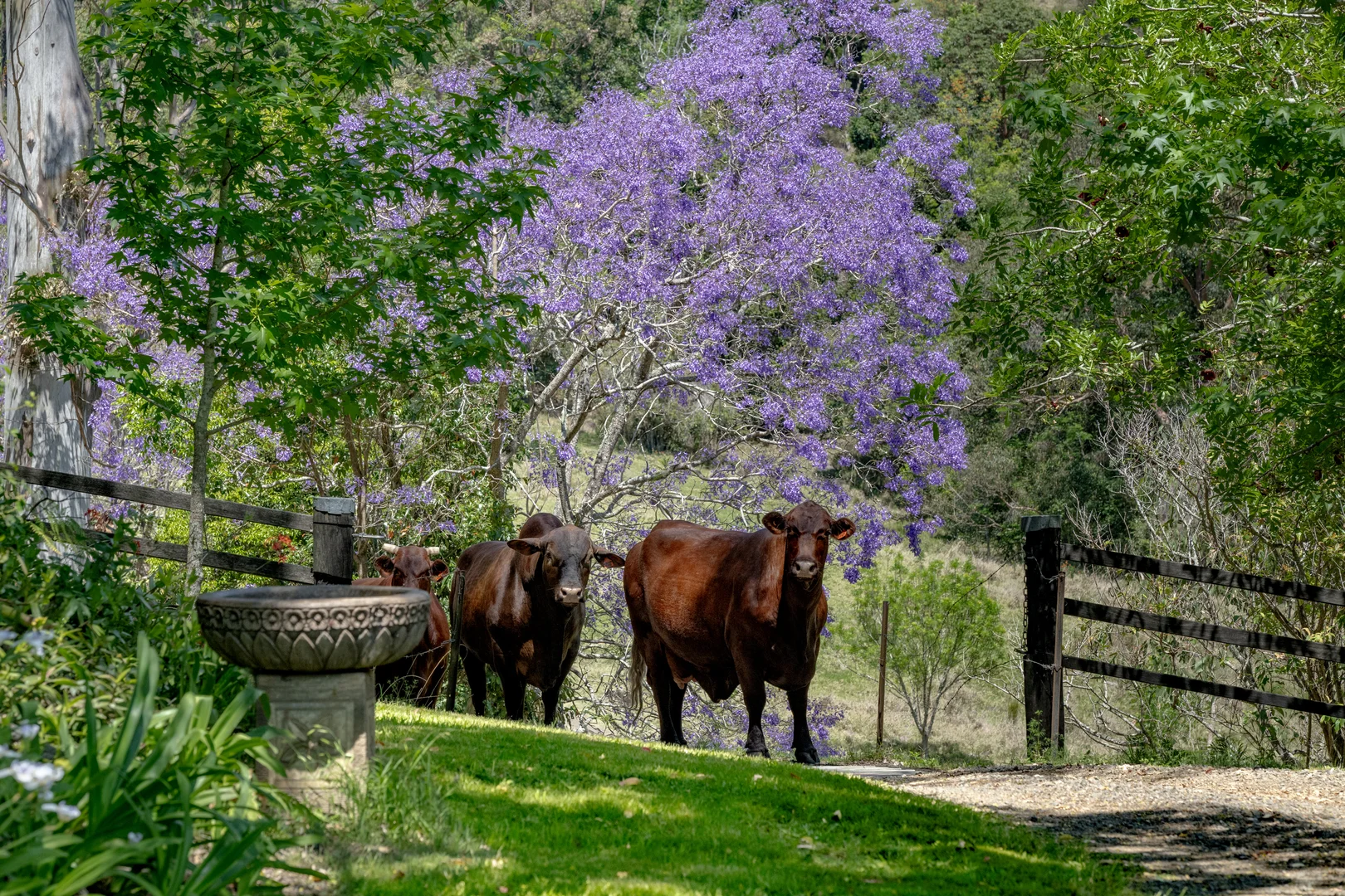 Additional image 25 of 3196 Christmas Creek Road, Lamington QLD 4285