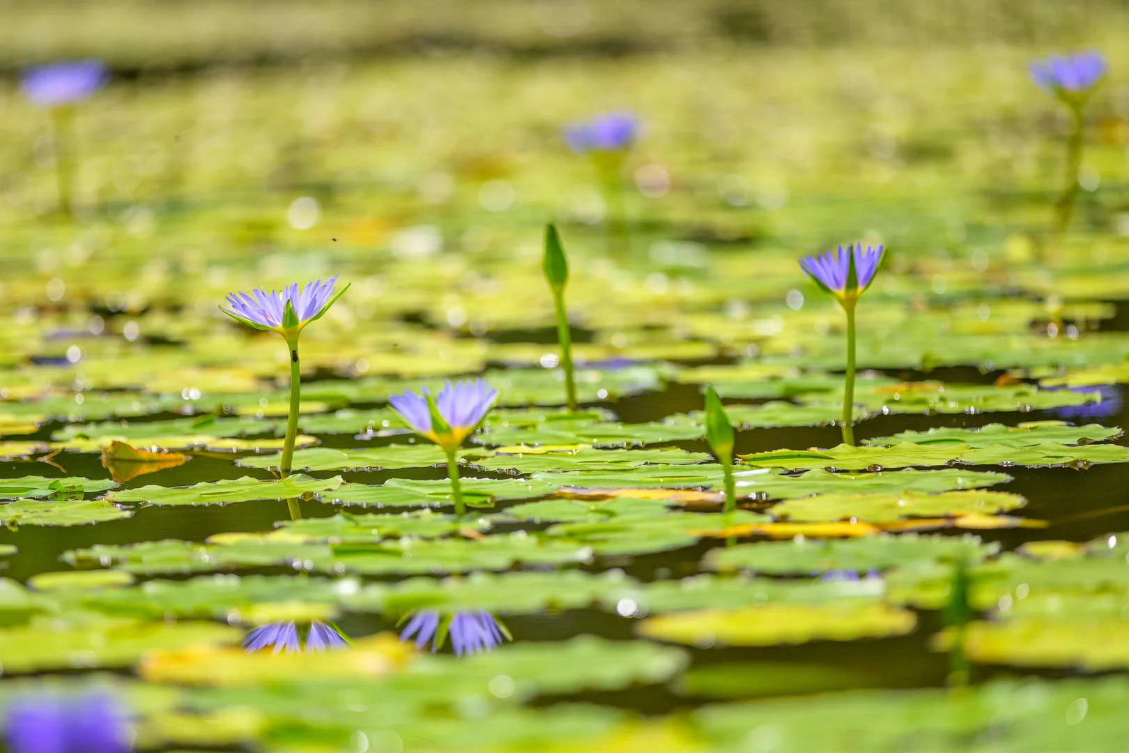 Additional image 17 of 47 Osborne Court, Wallu QLD 4570