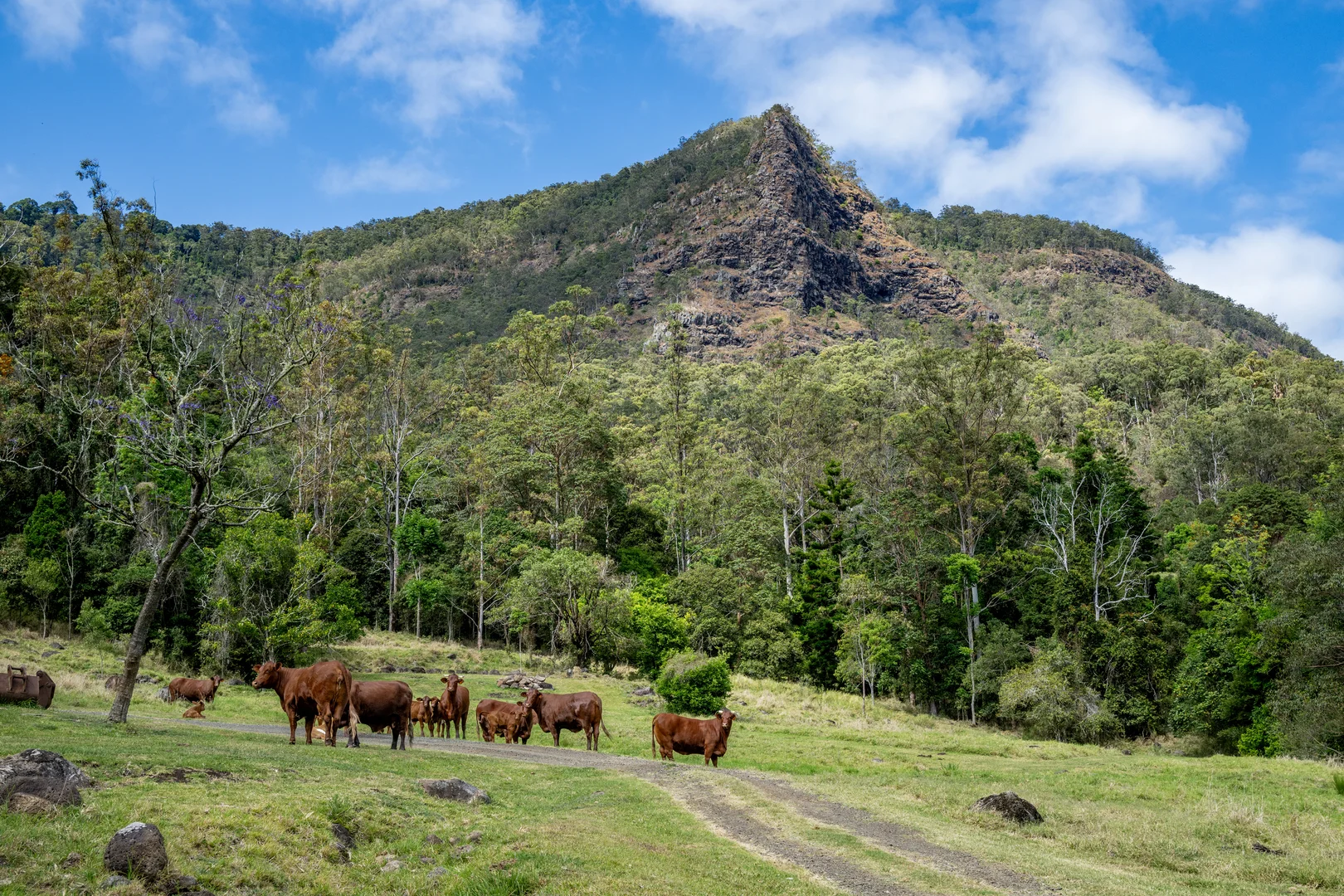 Additional image 26 of 3196 Christmas Creek Road, Lamington QLD 4285