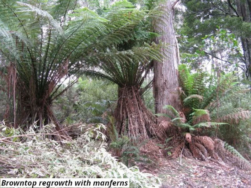 Additional image 5 of 755 Lottah Road, Lottah TAS 7216