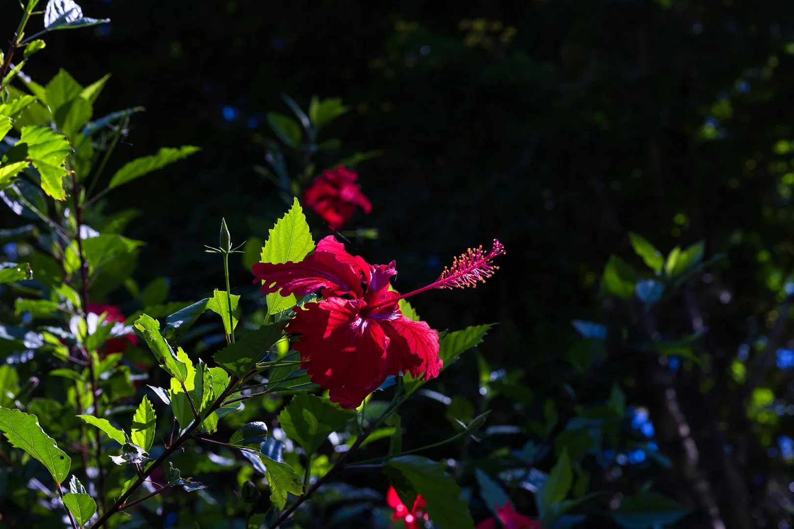 Additional image 28 of 129 Richmond Hill Road, Richmond Hill NSW 2480