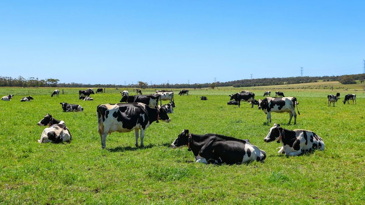 Additional image 32 of 111 Smith Street, Heywood VIC 3304