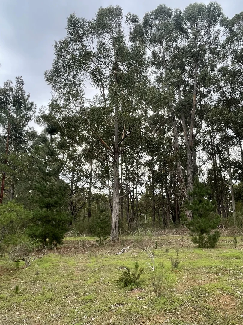 Additional image 6 of Proposed Lots 1-11 Cnr Thornbill Road & Nelson Road, Bridgetown WA 6255