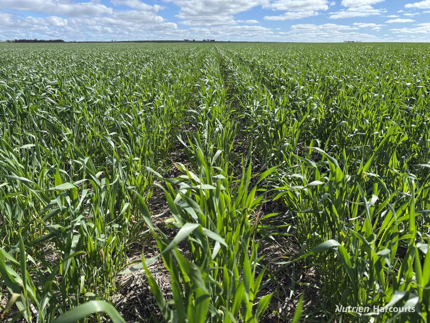 Additional image 7 of . 'Lydford' and 'Lees', Dowerin WA 6461