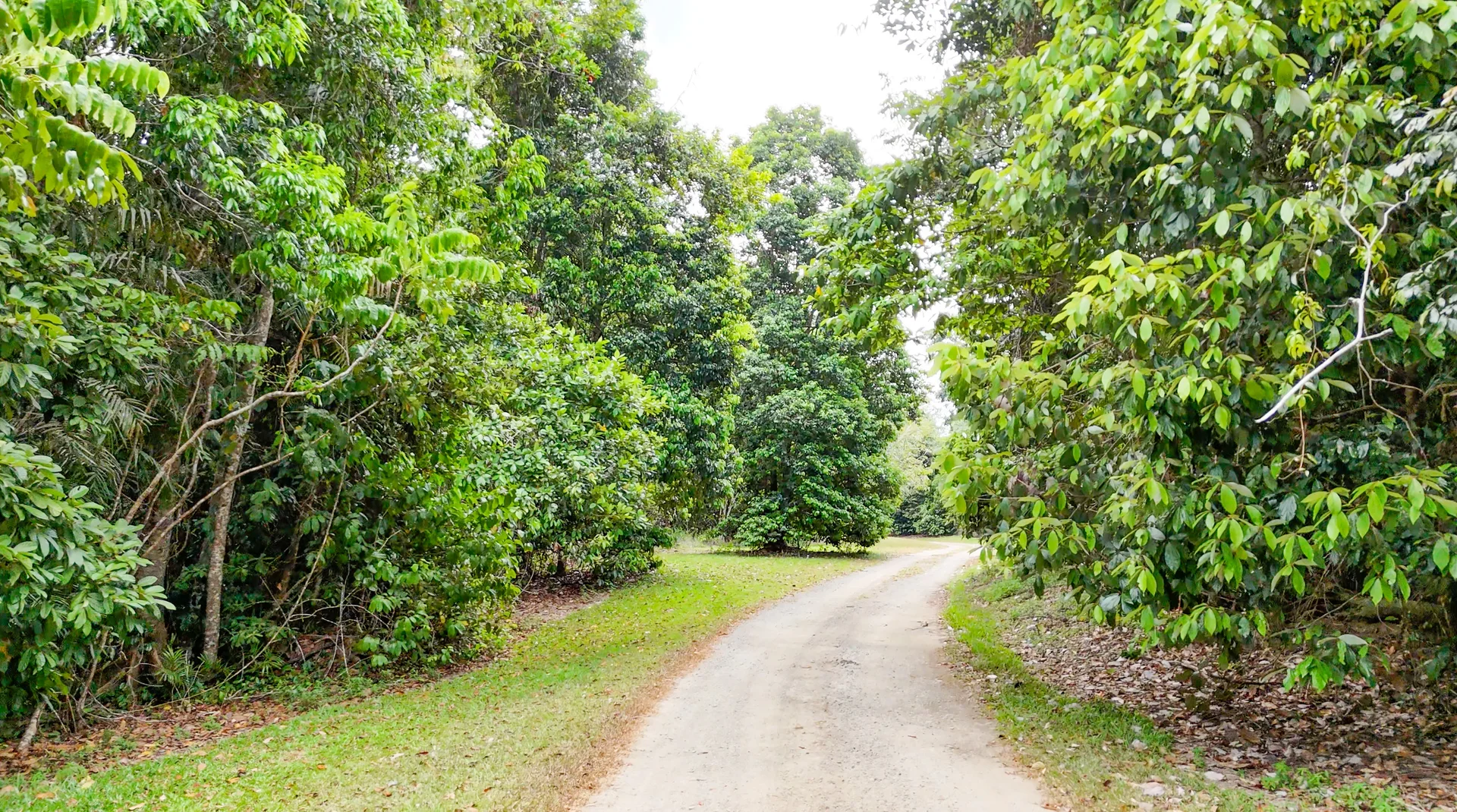 Additional image 14 of 629 Tully Gorge Rd, Jarra Creek QLD 4854