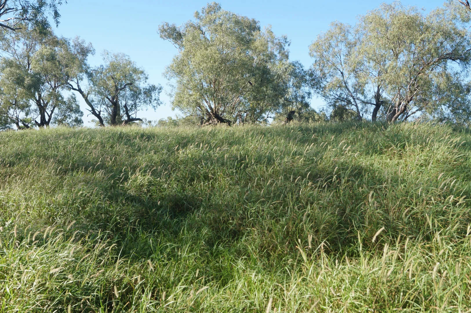 Additional image 10 of 1 Baratria Road, Longreach QLD 4730