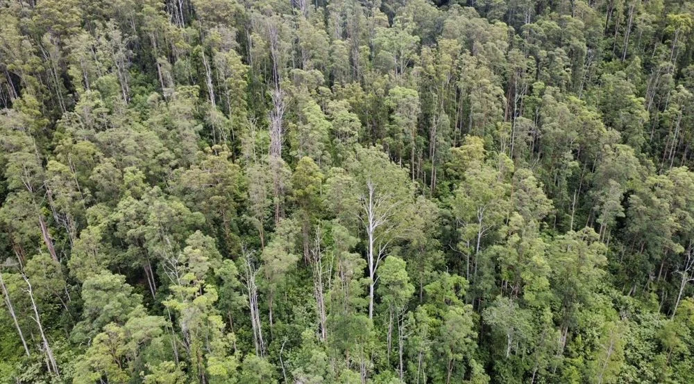 Additional image 12 of 222 Pappinbarra Road Left Arm, Upper Pappinbarra NSW 2446