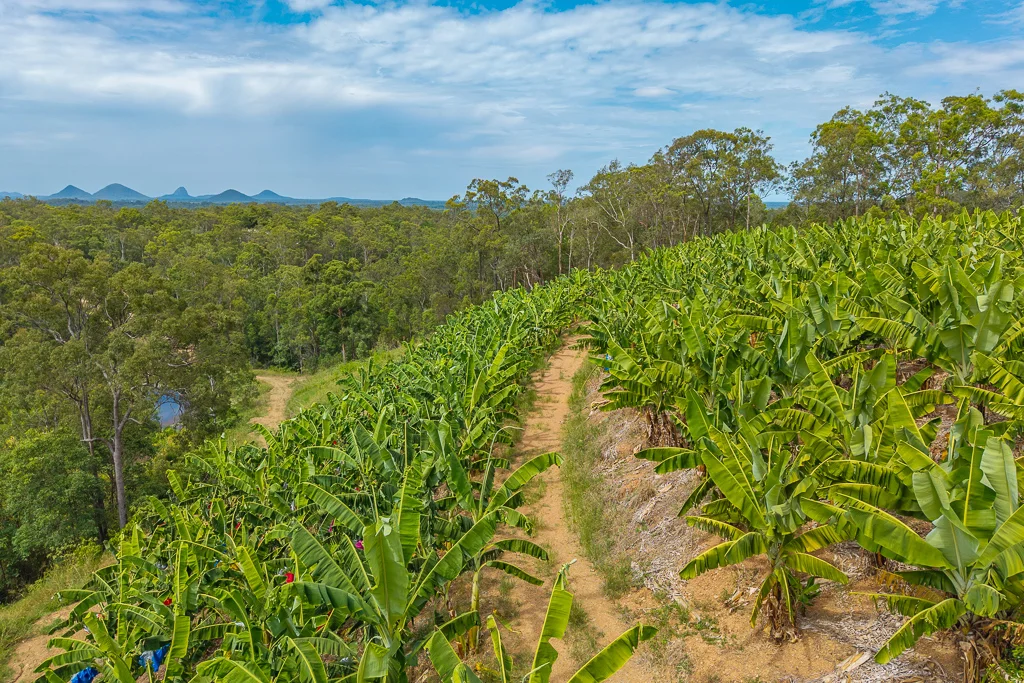 Additional image 23 of 349 Jackson Road, Wamuran QLD 4512