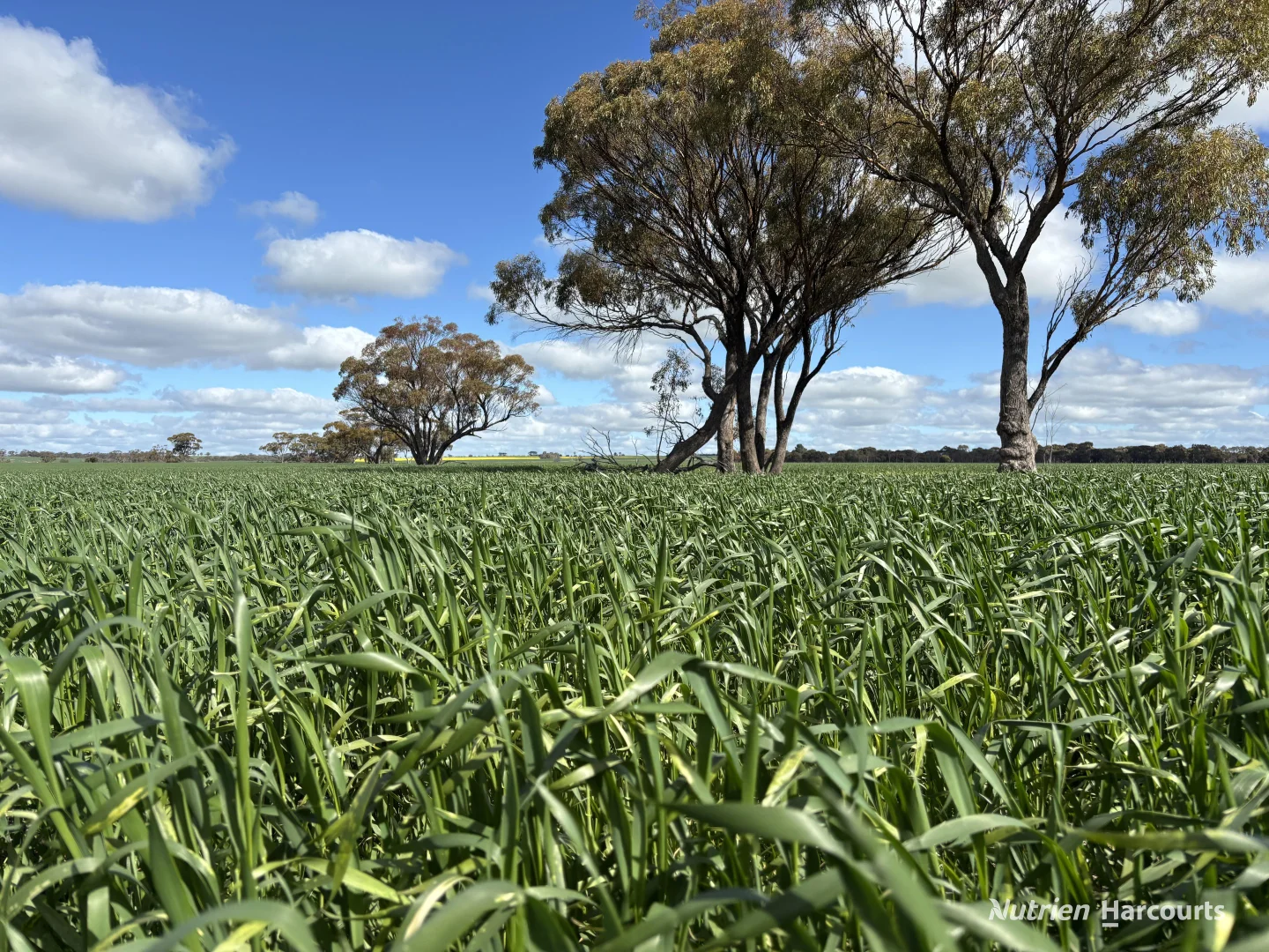 Additional image 6 of . 'Lydford' and 'Lees', Dowerin WA 6461