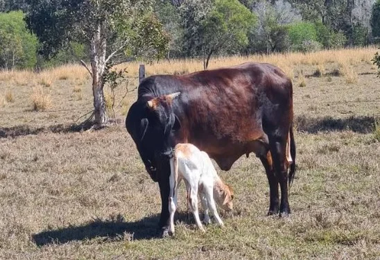 Additional image 10 of 136 Oyster Creek Road, Oyster Creek QLD 4674